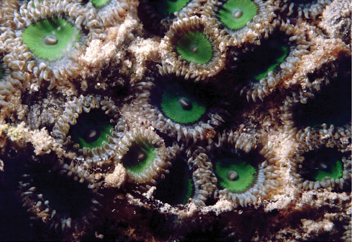 Zoanthus de Zanzibar